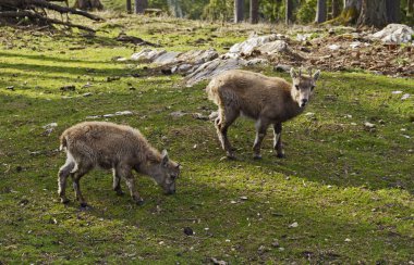 Bebek Alp dağ keçisi