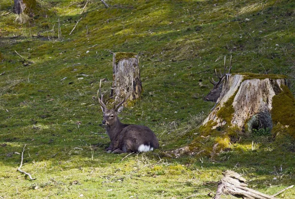 Brown deers in Rosegg Wildpark — Zdjęcie stockowe