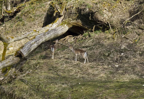 Ciervos en Rosegg Wildpark — Foto de Stock