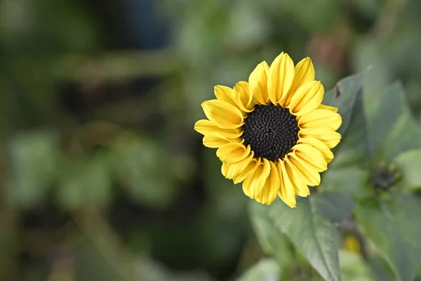 Soft yellow sunflower in garden