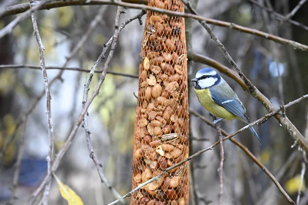 Pimpelmees voederen in tuin — Stockfoto