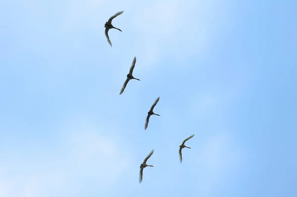Pássaros voadores no céu azul — Fotografia de Stock