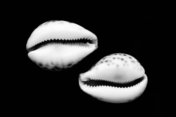 stock image Two decorative shells in black and white isolated on black background