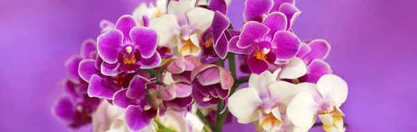 Blüten Orchideen phalaenopsis. — Stockfoto