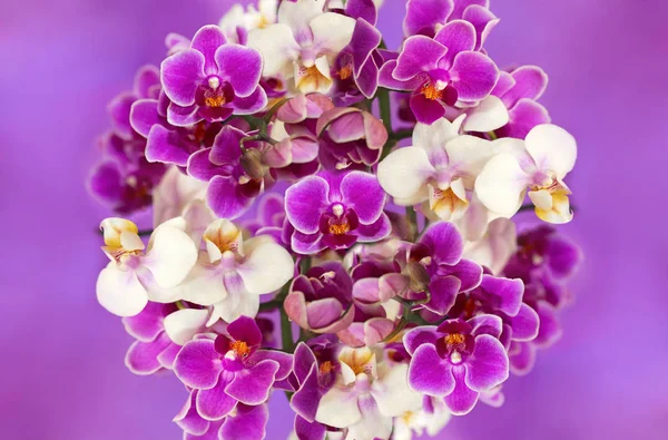 Orquídeas brancas e roxas . — Fotografia de Stock