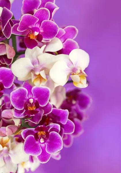 Fehér és lila orchidea virágok. — Stock Fotó