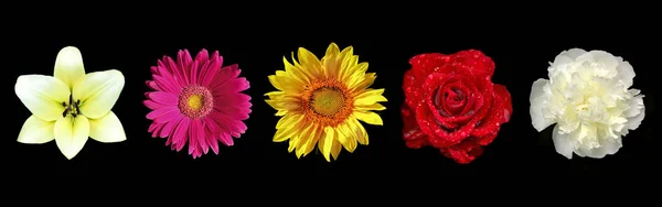 Assortiment van bloemen. — Stockfoto