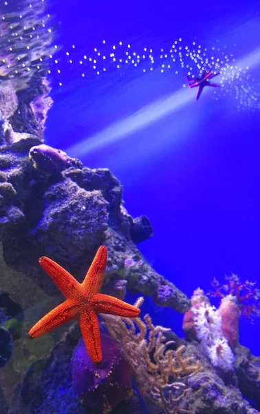 Red starfish among the corals. — Stock Photo, Image