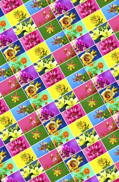 Collage coloré de fleurs . — Photo