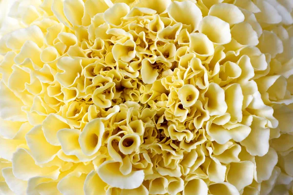 Flor decorativa Marigold Tagetes . — Fotografia de Stock