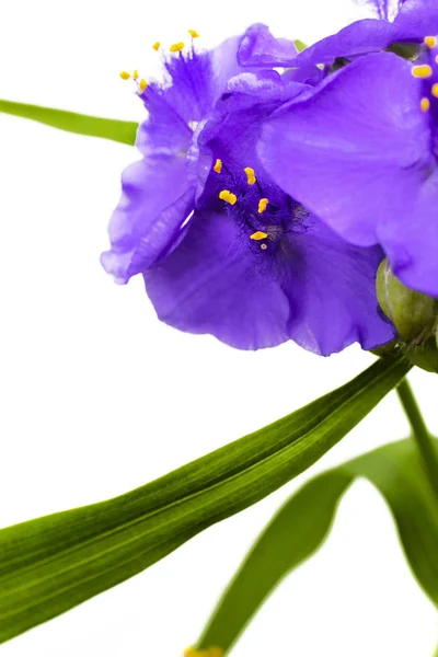 Bahçe mavi çiçek Tradescantia . — Stok fotoğraf