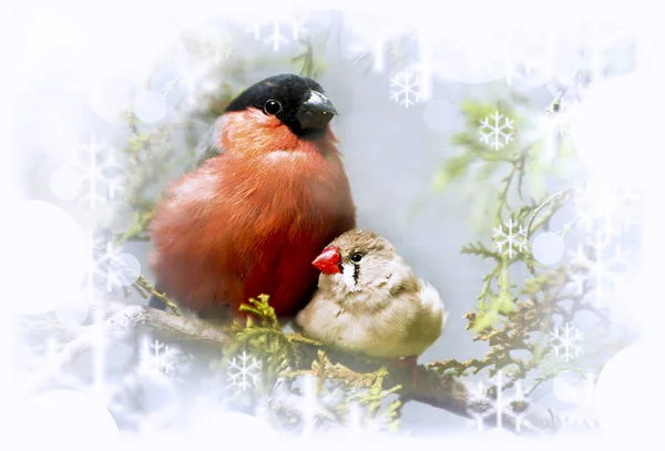 Kış şarkı şakrak kuşu kuşlar ve finches. — Stok fotoğraf