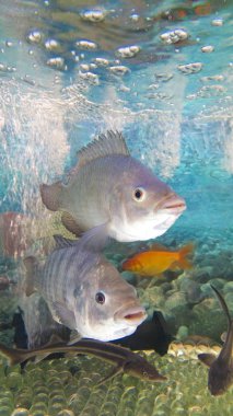 Balık yemek için uygun.