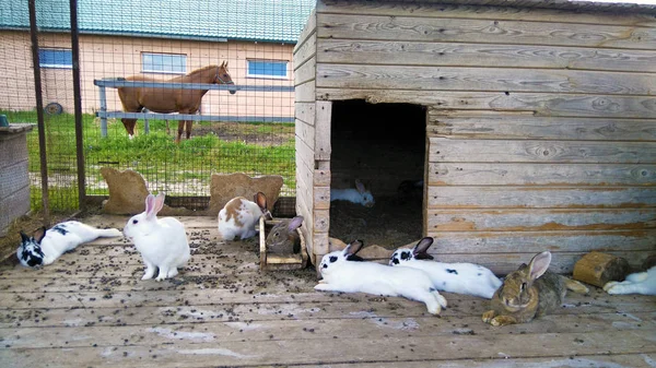 Conejos Reproductores Diferentes Razas Tamaño Color Albinos — Foto de Stock