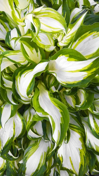 Hardy Perennial Host Plant White Green Leaves Stock Picture