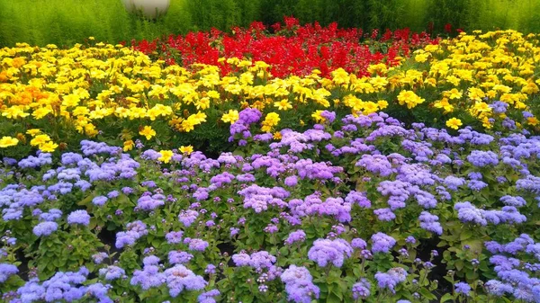 Yaz Aylarında Çiçek Yatakta Parlak Çok Renkli Çiçek Tasarım — Stok fotoğraf