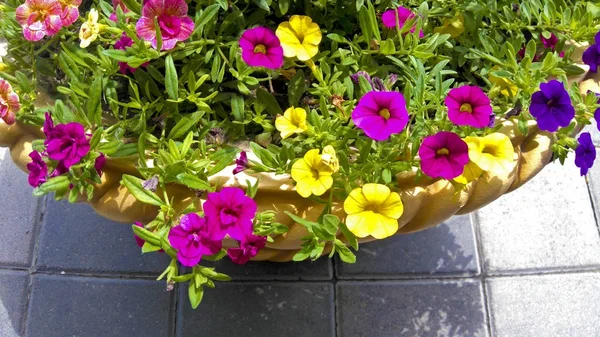 夏にペチュニアの植木鉢に明るいマルチカラー花柄 — ストック写真
