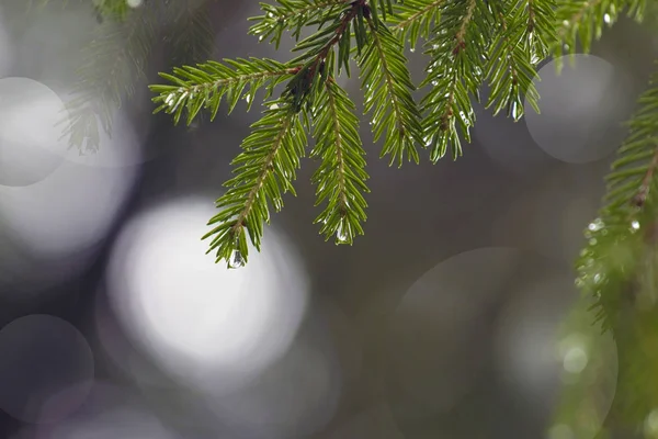 Gocce Pioggia Sul Ramo Abete Vicino — Foto Stock