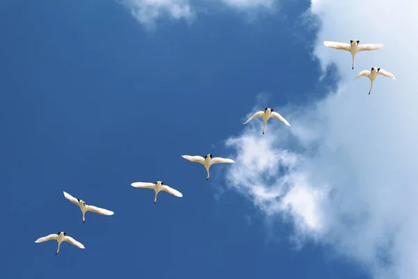 Vogelflug Hintergrund Des Himmels Mit Einem Weißen Schwan — Stockfoto