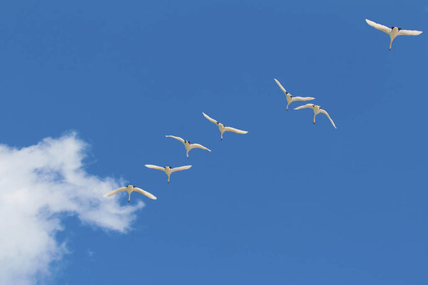 Полет птиц на фоне неба с белым лебедем
.