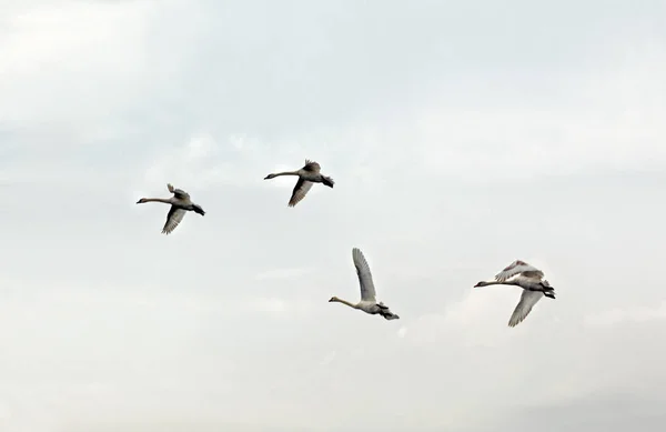 Flygning Fåglar Bakgrunden Himlen Med Vit Svan — Stockfoto