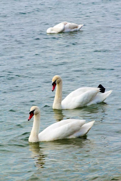 Para Białe Łabędzie Pływające Ogromny Staw Lecie — Zdjęcie stockowe