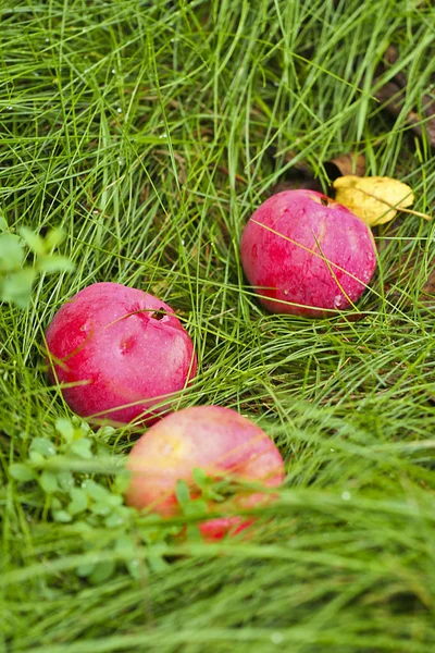 Зрілі Червоні Яблука Впали Саду Від Дерев Зеленої Трави Кінці — стокове фото