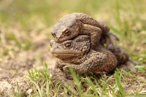 Two Ground Toads Smaller Male Sitting Top Large Female Moving — Stock Photo, Image