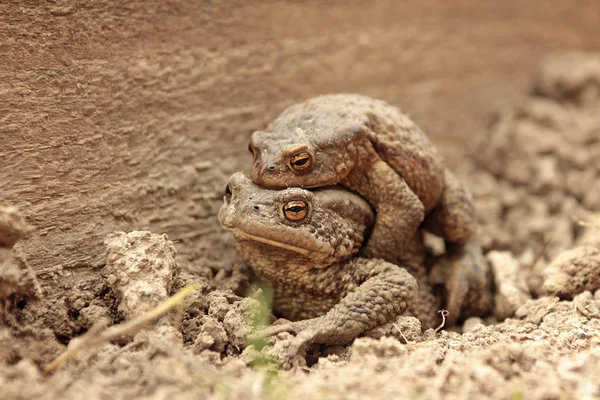 Two Ground Toads Smaller Male Sitting Top Large Female Moving — ストック写真