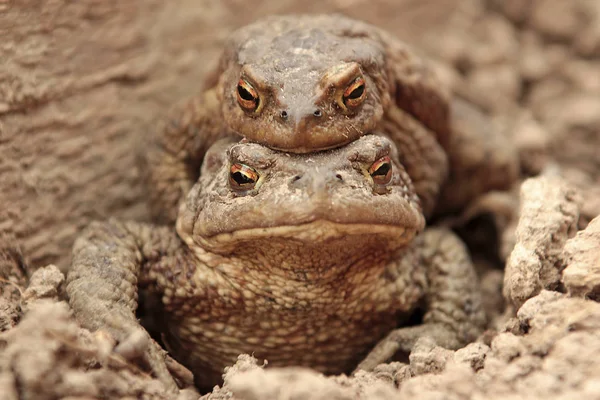 Zwei Erdkröten Ein Kleineres Männchen Sitzt Auf Einem Großen Weibchen — Stockfoto
