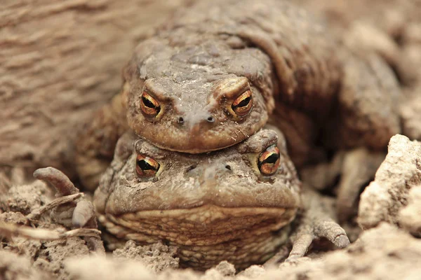 Two Ground Toads Smaller Male Sitting Top Large Female Moving — Stock Photo, Image