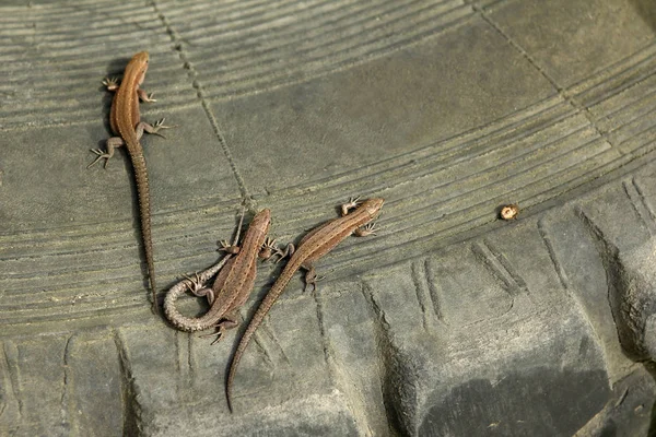 Closeup Portrait Small Lizard Summer — Stock Photo, Image