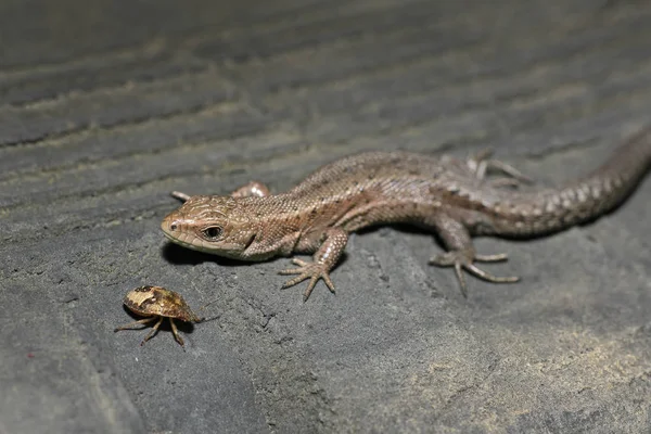 Closeup Portrait Small Lizard Summer — Stock Photo, Image