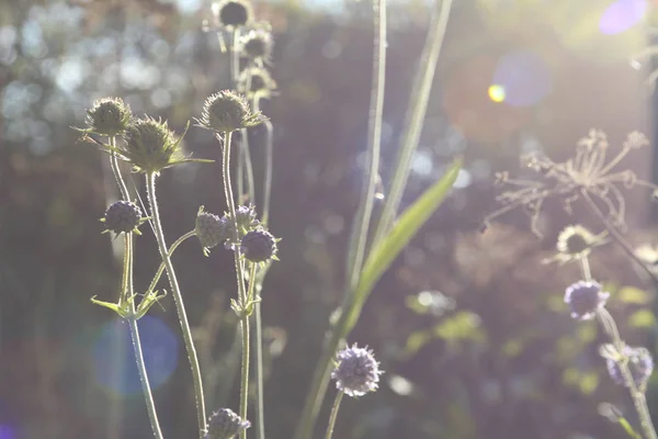 Красивое Нежное Поле Луговые Цветы Растут Солнцем Летом — стоковое фото