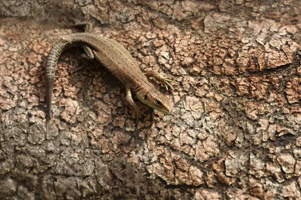 Closeup Portrait Small Lizard Summer — Stock Photo, Image