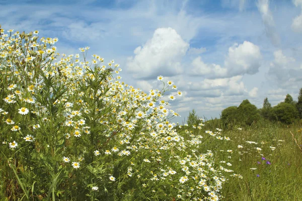 雲のある青空に植物と晴れた夏の天気の草原やフィールドの風景 — ストック写真