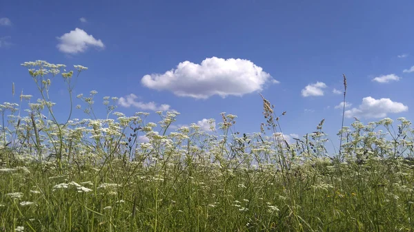 Summer Landscape Wildflowers Meadow Flowers Blue Sky Clouds Sunny Weather — Stock Photo, Image