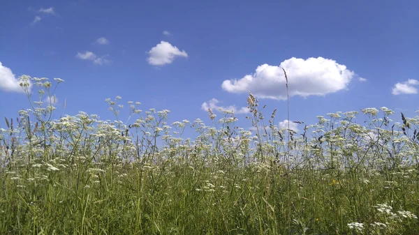 Summer Landscape Wildflowers Meadow Flowers Blue Sky Clouds Sunny Weather — Stock Photo, Image