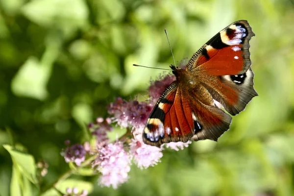 Das Schmetterlingsinsekt Wird Pfauenauge Genannt Sommer Auf Einer Pflanze — Stockfoto
