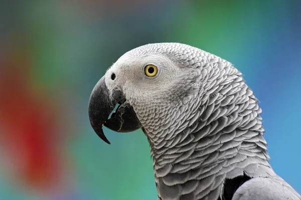 Portrait Parrot Close Multicolored Background — Stok fotoğraf