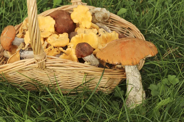 Zbieraj Grzyby Koszyku Boletus Pieczarki Zbierane Pod Koniec Lata Zbieraj — Zdjęcie stockowe