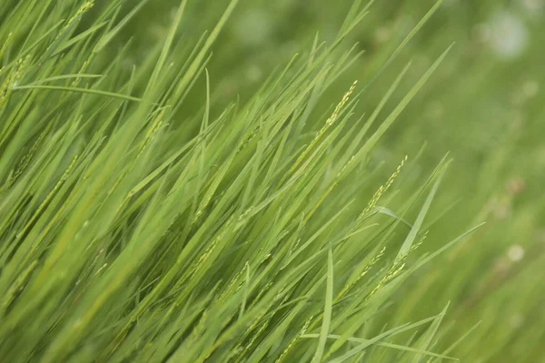 Jeune Herbe Verte Lumineux Fond Floral Été — Photo