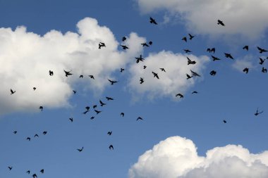 Çok sayıda siyah kuş sürüsü bulutlu mavi gökyüzüne karşı.