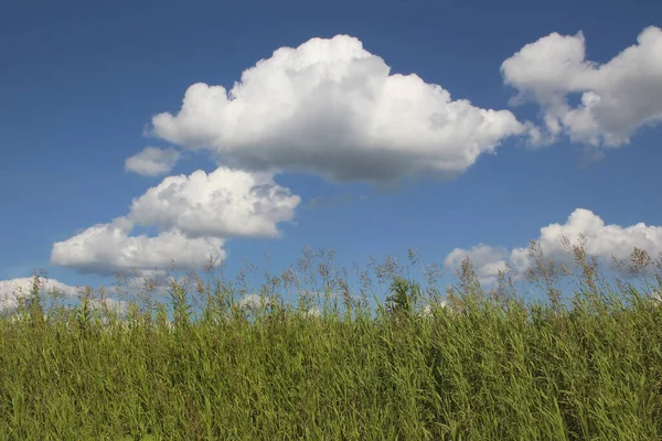 Temps Ensoleillé Été Nuages Blancs Flottent Contre Ciel Bleu Herbe — Photo