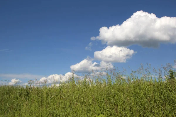 Summer Sunny Weather White Clouds Float Blue Sky Green Tall — Stock Photo, Image