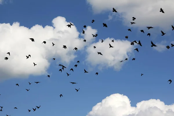 Stado Dużej Liczby Czarnych Ptaków Przeciw Błękitnemu Niebu Chmurami — Zdjęcie stockowe