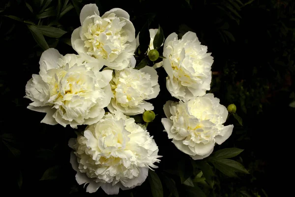 Bukett Ljusgula Pioner Mörk Bakgrund Blomma Bakgrund — Stockfoto