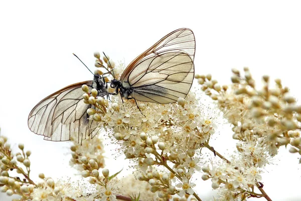 Due Farfalle Cavolo Sedersi Arbusto Fiorito Uno Sfondo Bianco Bellezza — Foto Stock