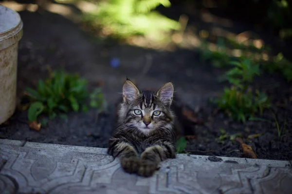庭で猫 — ストック写真