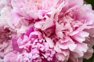 Pembe peonies buket.